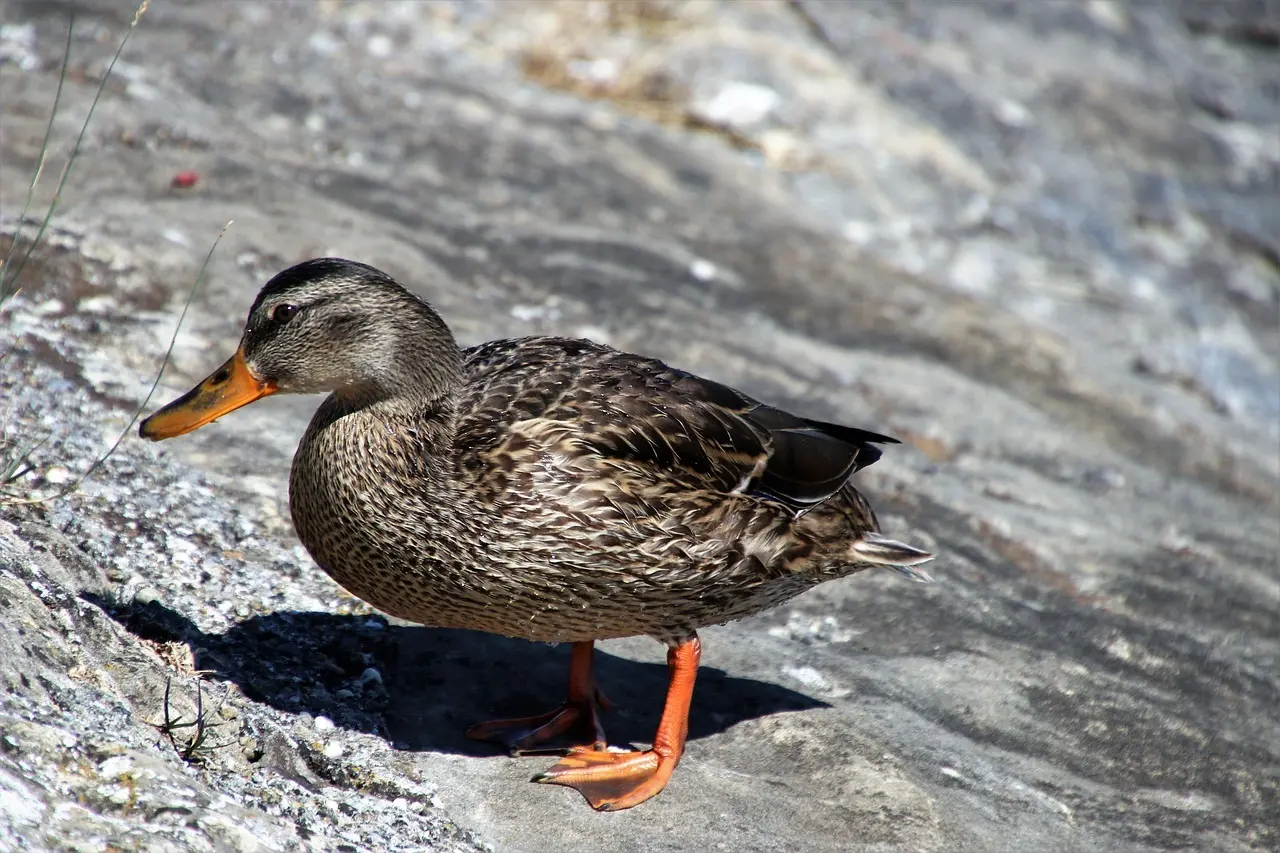 7 korte svar til “give” i krydsord, der ofte redder opgaven